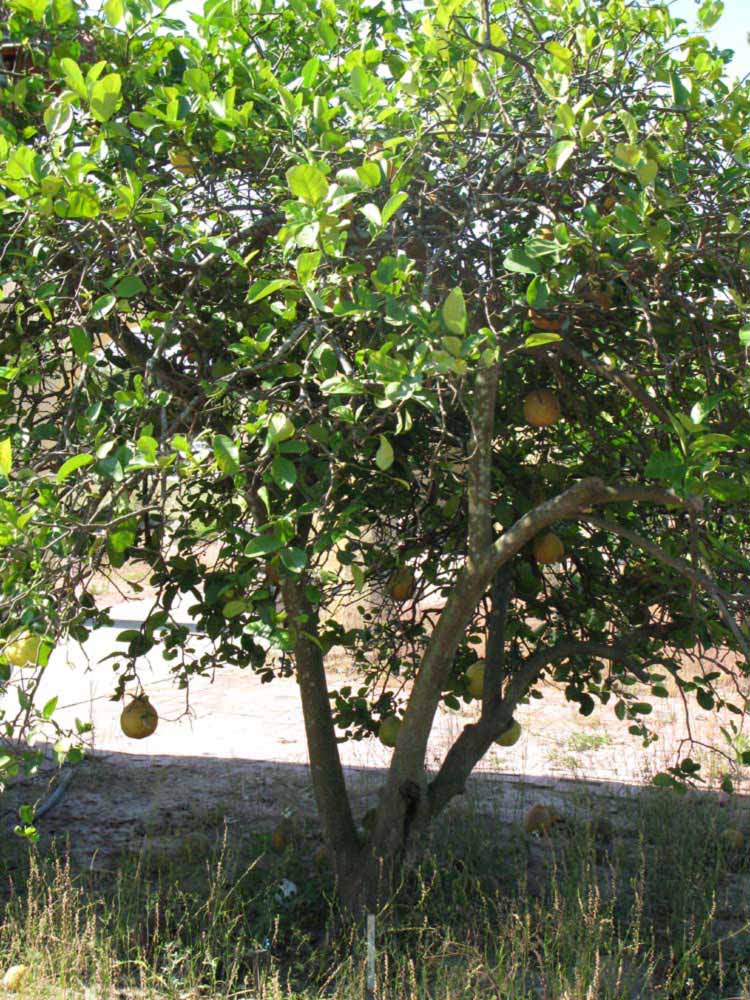            Habit (Winter Haven, FL)   